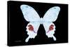 Miss Butterfly Hermosanus - X-Ray Black Edition-Philippe Hugonnard-Stretched Canvas