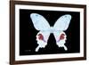 Miss Butterfly Hermosanus - X-Ray Black Edition-Philippe Hugonnard-Framed Photographic Print