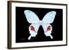 Miss Butterfly Hermosanus - X-Ray Black Edition-Philippe Hugonnard-Framed Photographic Print