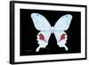 Miss Butterfly Hermosanus - X-Ray Black Edition-Philippe Hugonnard-Framed Photographic Print