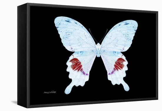Miss Butterfly Hermosanus - X-Ray Black Edition-Philippe Hugonnard-Framed Stretched Canvas