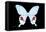 Miss Butterfly Hermosanus - X-Ray Black Edition-Philippe Hugonnard-Framed Stretched Canvas