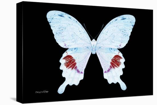 Miss Butterfly Hermosanus - X-Ray Black Edition-Philippe Hugonnard-Stretched Canvas