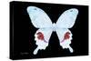 Miss Butterfly Hermosanus - X-Ray Black Edition-Philippe Hugonnard-Stretched Canvas