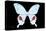 Miss Butterfly Hermosanus - X-Ray Black Edition-Philippe Hugonnard-Stretched Canvas