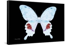 Miss Butterfly Hermosanus - X-Ray Black Edition-Philippe Hugonnard-Framed Stretched Canvas