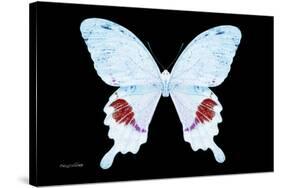 Miss Butterfly Hermosanus - X-Ray Black Edition-Philippe Hugonnard-Stretched Canvas