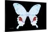 Miss Butterfly Hermosanus - X-Ray Black Edition-Philippe Hugonnard-Stretched Canvas