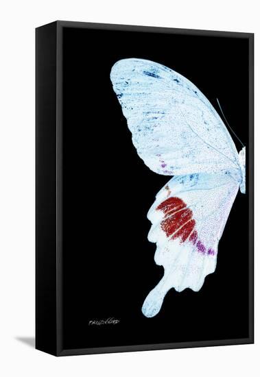 Miss Butterfly Hermosanus - X-Ray Left Black Edition-Philippe Hugonnard-Framed Stretched Canvas