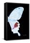 Miss Butterfly Hermosanus - X-Ray Right Black Edition-Philippe Hugonnard-Framed Stretched Canvas