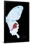 Miss Butterfly Hermosanus - X-Ray Right Black Edition-Philippe Hugonnard-Framed Photographic Print