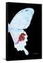 Miss Butterfly Hermosanus - X-Ray Right Black Edition-Philippe Hugonnard-Framed Stretched Canvas