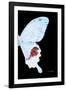 Miss Butterfly Hermosanus - X-Ray Right Black Edition-Philippe Hugonnard-Framed Photographic Print