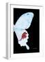 Miss Butterfly Hermosanus - X-Ray Right Black Edition-Philippe Hugonnard-Framed Photographic Print