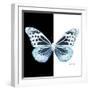 Miss Butterfly Melaneus Sq - X-Ray B&W Edition-Philippe Hugonnard-Framed Photographic Print