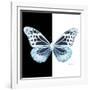 Miss Butterfly Melaneus Sq - X-Ray B&W Edition-Philippe Hugonnard-Framed Photographic Print