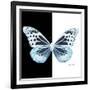 Miss Butterfly Melaneus Sq - X-Ray B&W Edition-Philippe Hugonnard-Framed Photographic Print