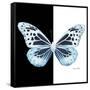 Miss Butterfly Melaneus Sq - X-Ray B&W Edition-Philippe Hugonnard-Framed Stretched Canvas