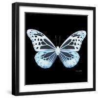 Miss Butterfly Melaneus Sq - X-Ray Black Edition-Philippe Hugonnard-Framed Premium Photographic Print