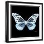 Miss Butterfly Melaneus Sq - X-Ray Black Edition-Philippe Hugonnard-Framed Premium Photographic Print