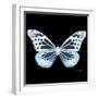 Miss Butterfly Melaneus Sq - X-Ray Black Edition-Philippe Hugonnard-Framed Premium Photographic Print