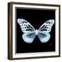 Miss Butterfly Melaneus Sq - X-Ray Black Edition-Philippe Hugonnard-Framed Photographic Print