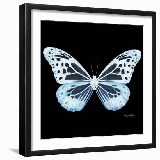 Miss Butterfly Melaneus Sq - X-Ray Black Edition-Philippe Hugonnard-Framed Photographic Print
