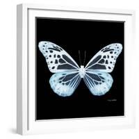 Miss Butterfly Melaneus Sq - X-Ray Black Edition-Philippe Hugonnard-Framed Photographic Print