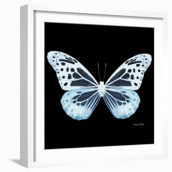 Miss Butterfly Melaneus Sq - X-Ray Black Edition-Philippe Hugonnard-Framed Photographic Print