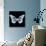 Miss Butterfly Melaneus Sq - X-Ray Black Edition-Philippe Hugonnard-Photographic Print displayed on a wall