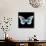 Miss Butterfly Melaneus Sq - X-Ray Black Edition-Philippe Hugonnard-Photographic Print displayed on a wall