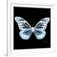 Miss Butterfly Melaneus Sq - X-Ray Black Edition-Philippe Hugonnard-Framed Photographic Print