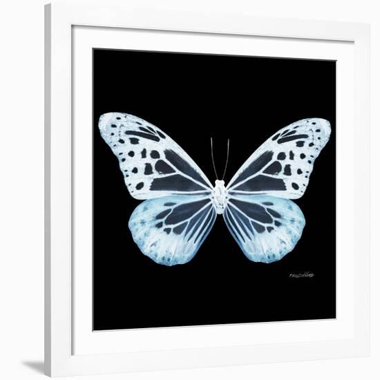 Miss Butterfly Melaneus Sq - X-Ray Black Edition-Philippe Hugonnard-Framed Photographic Print