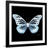 Miss Butterfly Melaneus Sq - X-Ray Black Edition-Philippe Hugonnard-Framed Photographic Print