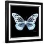 Miss Butterfly Melaneus Sq - X-Ray Black Edition-Philippe Hugonnard-Framed Photographic Print