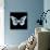 Miss Butterfly Melaneus Sq - X-Ray Black Edition-Philippe Hugonnard-Mounted Photographic Print displayed on a wall