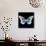 Miss Butterfly Melaneus Sq - X-Ray Black Edition-Philippe Hugonnard-Mounted Photographic Print displayed on a wall