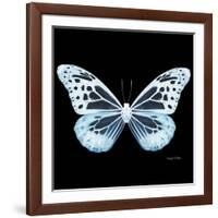 Miss Butterfly Melaneus Sq - X-Ray Black Edition-Philippe Hugonnard-Framed Photographic Print