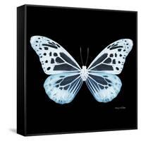 Miss Butterfly Melaneus Sq - X-Ray Black Edition-Philippe Hugonnard-Framed Stretched Canvas