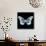 Miss Butterfly Melaneus Sq - X-Ray Black Edition-Philippe Hugonnard-Framed Stretched Canvas displayed on a wall