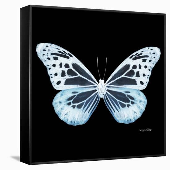 Miss Butterfly Melaneus Sq - X-Ray Black Edition-Philippe Hugonnard-Framed Stretched Canvas