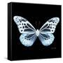 Miss Butterfly Melaneus Sq - X-Ray Black Edition-Philippe Hugonnard-Framed Stretched Canvas