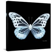 Miss Butterfly Melaneus Sq - X-Ray Black Edition-Philippe Hugonnard-Stretched Canvas