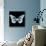 Miss Butterfly Melaneus Sq - X-Ray Black Edition-Philippe Hugonnard-Stretched Canvas displayed on a wall