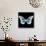 Miss Butterfly Melaneus Sq - X-Ray Black Edition-Philippe Hugonnard-Stretched Canvas displayed on a wall