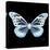 Miss Butterfly Melaneus Sq - X-Ray Black Edition-Philippe Hugonnard-Stretched Canvas