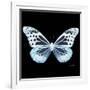 Miss Butterfly Melaneus Sq - X-Ray Black Edition-Philippe Hugonnard-Framed Photographic Print