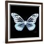 Miss Butterfly Melaneus Sq - X-Ray Black Edition-Philippe Hugonnard-Framed Photographic Print