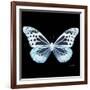 Miss Butterfly Melaneus Sq - X-Ray Black Edition-Philippe Hugonnard-Framed Photographic Print