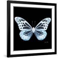 Miss Butterfly Melaneus Sq - X-Ray Black Edition-Philippe Hugonnard-Framed Photographic Print